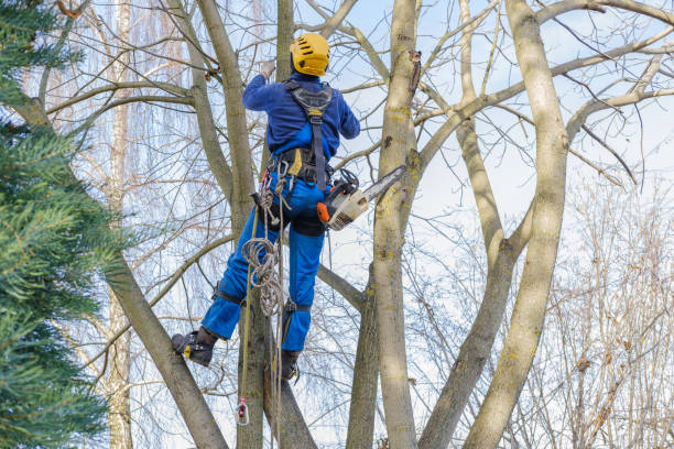 Trusted West Livingston, TX Tree Removal Services Experts